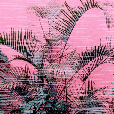 Bir pembe üzerinde palmiye. Bitki pembe kavramı üzerinde. Moda minimal tasarım