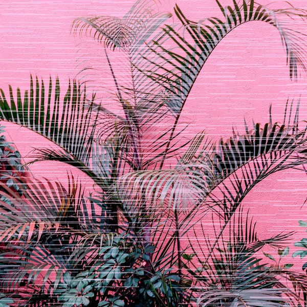 Bir Pembe Üzerinde Palmiye Bitki Pembe Kavramı Üzerinde Moda Minimal — Stok fotoğraf