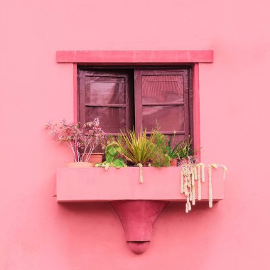 Pembe vibes. Bitki pembe kavramı üzerinde. Kanarya Adası