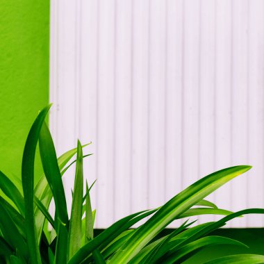 Yeşil beyaz duvar arka plan üzerinde. En az