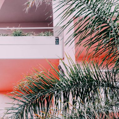 Pembe konumunda palmiye. Minimal tasarım. Bitki pembe kavramı üzerinde. Seyahat tatil ruh hali