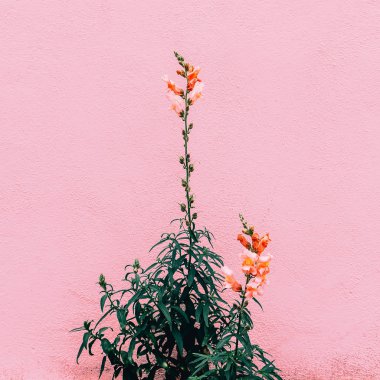 Moda kavramı bitkiler üzerinde pembe. Çiçek pembe duvar arka plan üzerinde. Minimalist