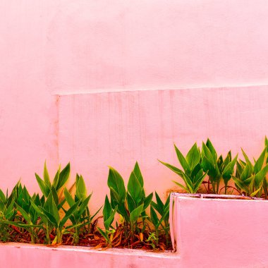 Yeşil pembe duvar arka plan üzerinde. Bitki pembe kavramı üzerinde. Moda tropikal bitki