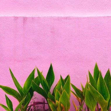 Bitki pembe duvar arka plan üzerinde. Bitki pembe kavramı üzerinde. Moda tropikal yeşil