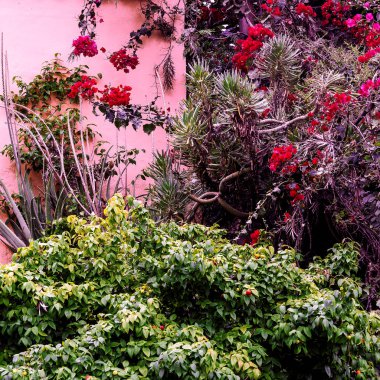 Tropik çiçekler. Tropikal yeşil. Kentsel konum. Pembe duvar. Bitkiler üzerinde pembe kavramı