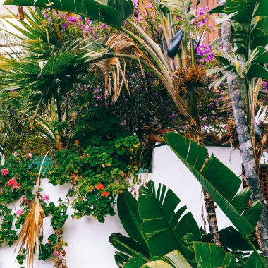 Moda kanarya yeşil. Bitki sevgilisi kavramı