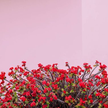 Bitki pembe kavramı üzerinde. Kaktüs çiçek pembe bir arka plan duvar. En az bitki sanat