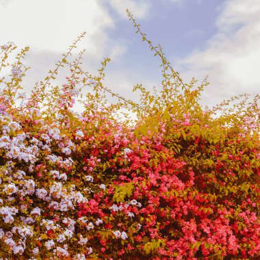 Romantik ruh hali. Arka plan çiçekler çiçek. Kanarya Adası
