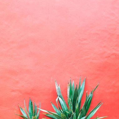 Bitki pembe kavramı üzerinde. Aloe pembe bir arka plan duvar. Minimal sanat
