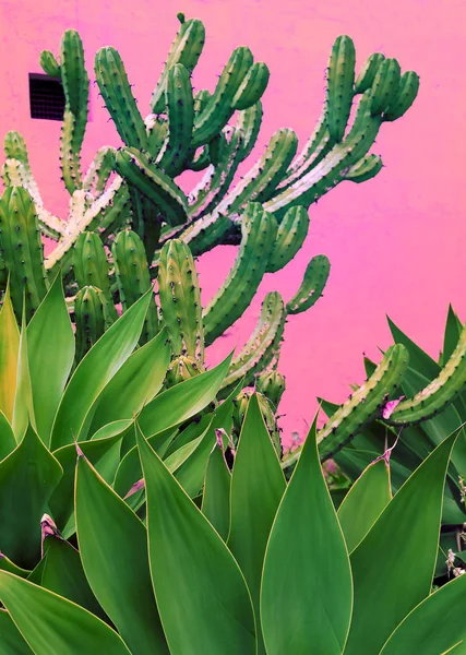 Kaktus Tropické Zeleně Rostliny Růžové Koncept — Stock fotografie