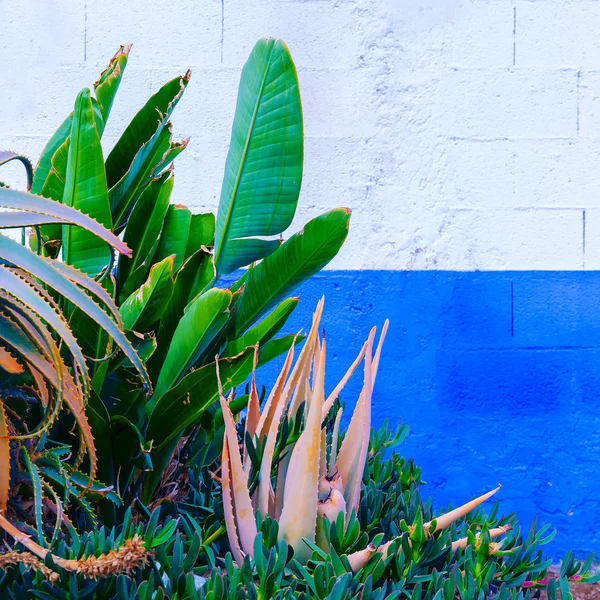 Tropical Plant Urban Location Plants Blue Concept — Stock Photo, Image
