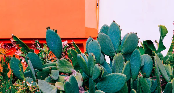 Canary Island Cactus Minimal Kaktusar Humör Växter Rosa Koncept — Stockfoto