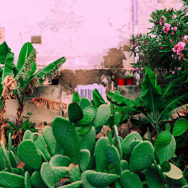 Cactus Älskare Cactus Pink Canary Island — Stockfoto