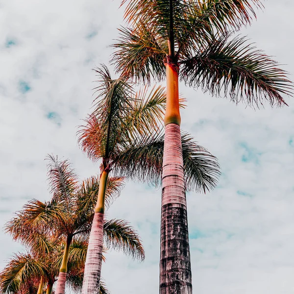 Tropical Beach Fashion Mood Palm Canary Island — Stock Photo, Image