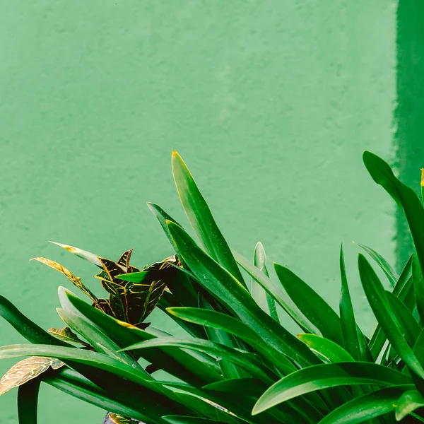 Tropische Planten Een Groene Muur Achtergrond Minimale Verse Stemming — Stockfoto