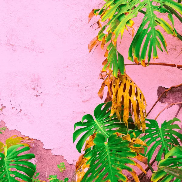 Planten Roze Mode Concept Palm Roze Muur Achtergrond — Stockfoto