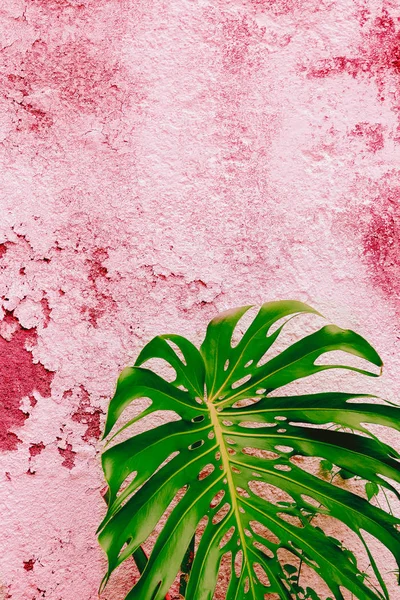 Palmtak Roze Muur Planten Roze Mode Concept — Stockfoto