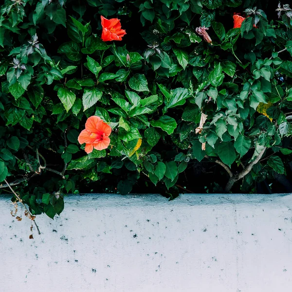 Tropische Bloemen Canarische Groenen Plant Minnaar — Stockfoto