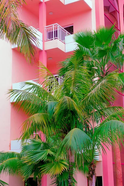 Palm Pink Location Plants Pink Concept Canary Island — Stock Photo, Image