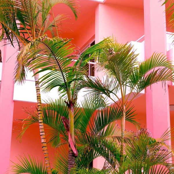Palme Auf Rosa Standort Pflanzen Auf Rosa Konzept Kanarische Insel — Stockfoto