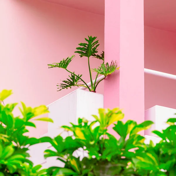 Palm on pink location. Minimal design. Plants on pink concept.