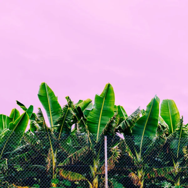 Bitki Pembe Kavramı Üzerinde Muz Plantation Moda Tropikal Ruh Hali — Stok fotoğraf