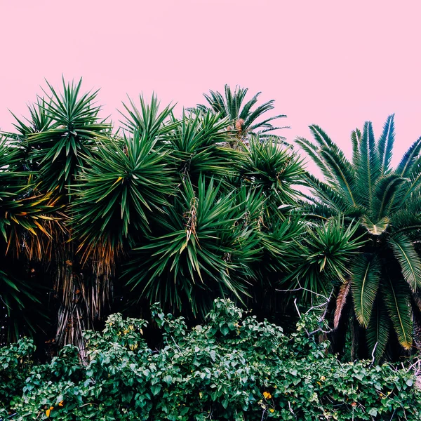 Plants Pink Concept Fashion Palm Tropical Mood — Stock Photo, Image