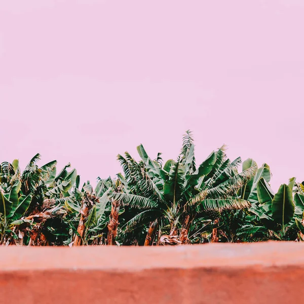 Банановая Плантация Растения Розовой Концепции Минимальное Тропическое Настроение — стоковое фото