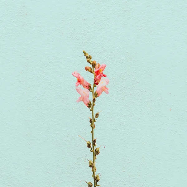 Módní Pojem Rostlin Milence Flower Náladu Minimalistická — Stock fotografie