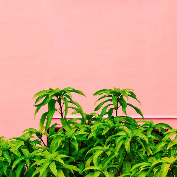 Tropische Groen Roze Muur Achtergrond Planten Roze Concept — Stockfoto