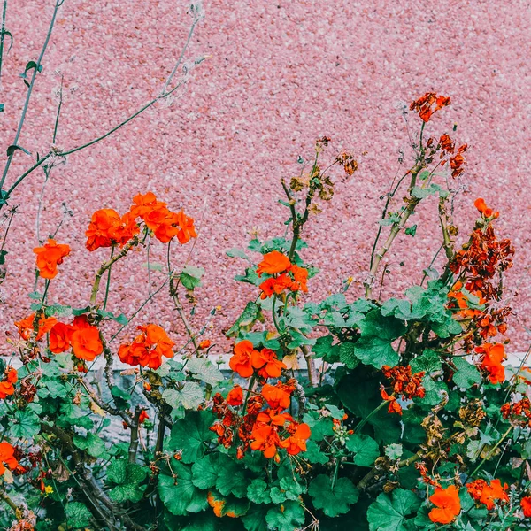 Fiori Amante Del Giardino Minimo — Foto Stock