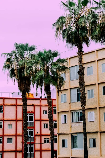 Tropical Location Canary Island Pink Palm Mood — Stock Photo, Image