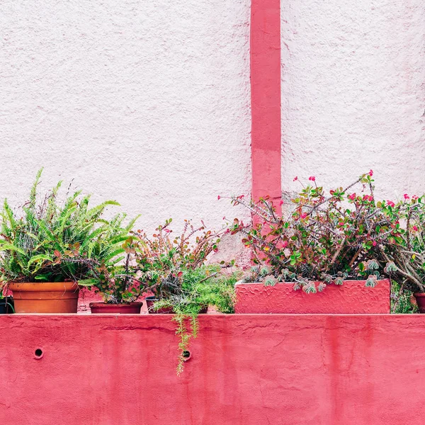 Bitki pembe kavramı üzerinde. Bitki pembe arka plan duvar üzerinde. Bahçe sevgilisi