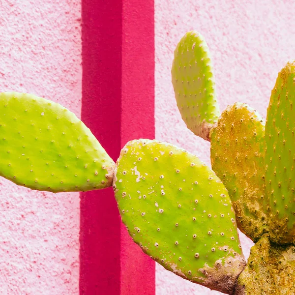 Cactus Geometriska Vägg Minimal Färgglada Koncept — Stockfoto