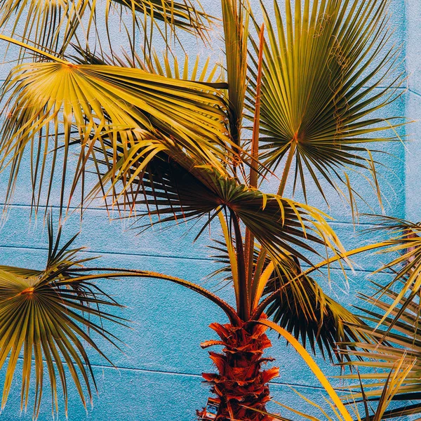 棕榈在蓝色墙壁上 加那利群岛 — 图库照片