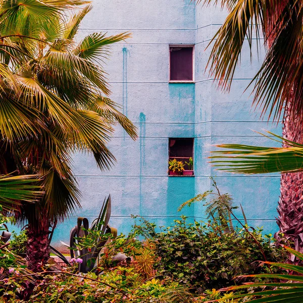 Palm on blue wall background. Canary Island. Minimal tropical  art