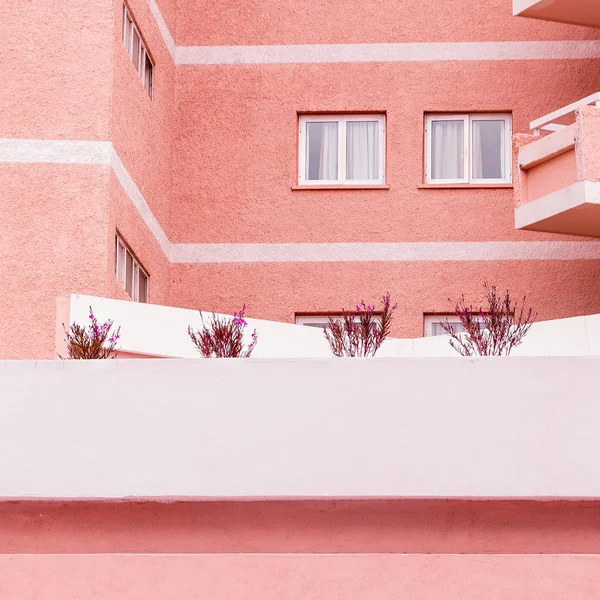 ピンクの概念上の植物 ピンクの背景の壁の花 最小限の植物アート — ストック写真