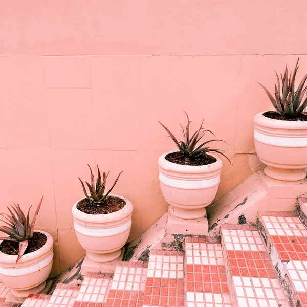 Bitki Pembe Kavramı Üzerinde Aloe Pembe Bir Arka Plan Duvar — Stok fotoğraf
