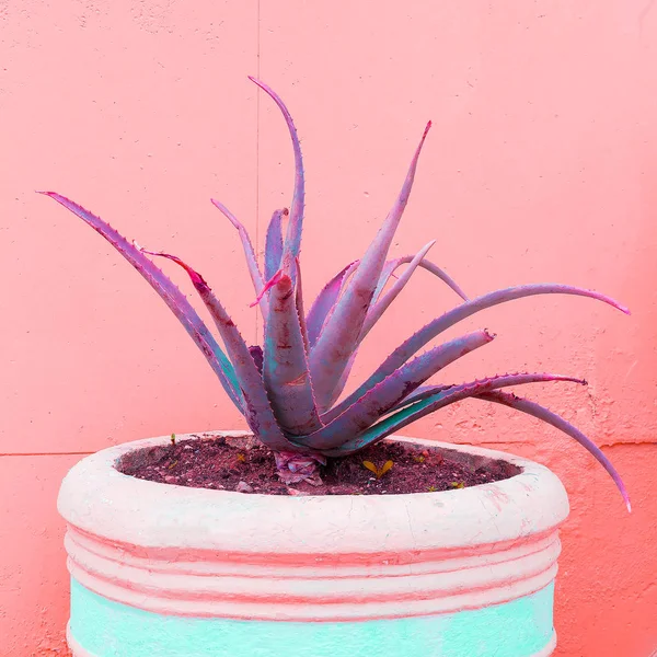 Pflanzen Auf Rosa Konzept Aloe Auf Rosa Hintergrund Wand Minimale — Stockfoto