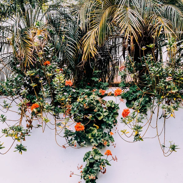 Canarische Eilanden Tropische Mode Bloemen Stemming — Stockfoto