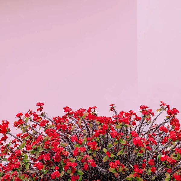 Planten Roze Concept Bloei Van Cactus Roze Achtergrond Muur Minimale — Stockfoto