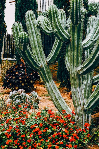 Cactus Amante Los Cactus Islas Canarias —  Fotos de Stock