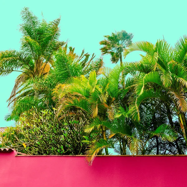 Palmo Atmosfera Tropicale Delle Vacanze Isola Delle Canarie — Foto Stock