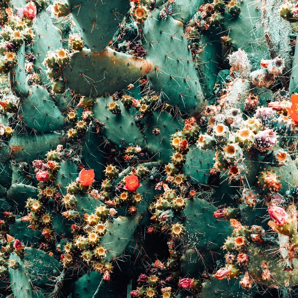 Cactus Bakgrund Kaktusar Älskare Canary Island Resor Vibes — Stockfoto
