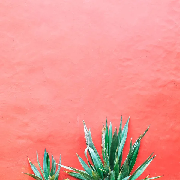 Plantas Concepto Rosa Aloe Pared Fondo Rosa Arte Mínimo — Foto de Stock