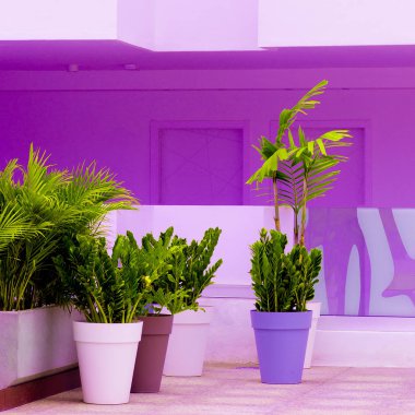 Bitki ve geometri. Çok az. Bahçe sevgilisi kavramı. Palm sanat