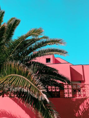 Bitkiler üzerinde pembe moda. Tropikal ruh hali. Kanarya