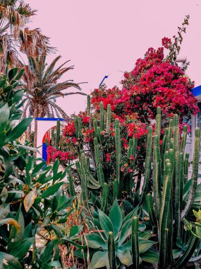 Tropikal konum. Tropikal bitki. Kanarya Adası. Moda seyahat vibes