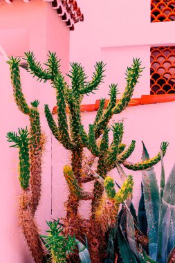 Kaktüsler pembe üzerinde. Bitki pembe kavramı üzerinde. Tropikal konumu