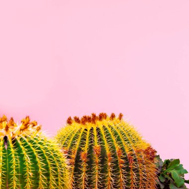 Kaktüs pembe üzerinde. Bitki pembe kavramı üzerinde. Tropikal konumu